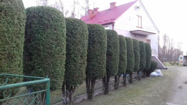 Artystyczne cięcie krzewów oraz Żywopłotów