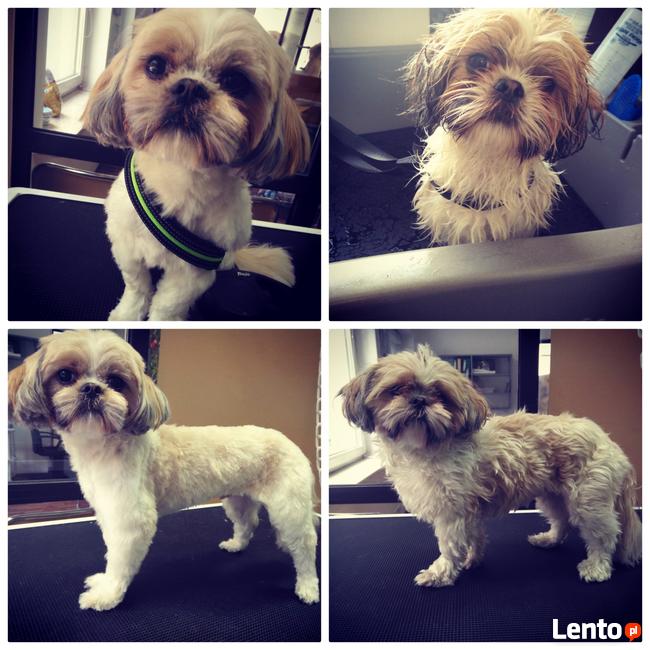 Salon Pielęgnacji Zwierząt U Nusi groomer Kraków