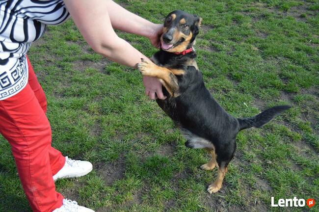 Naj… naj.. domowy, kochany jamnikowaty maluszek szuka domu!