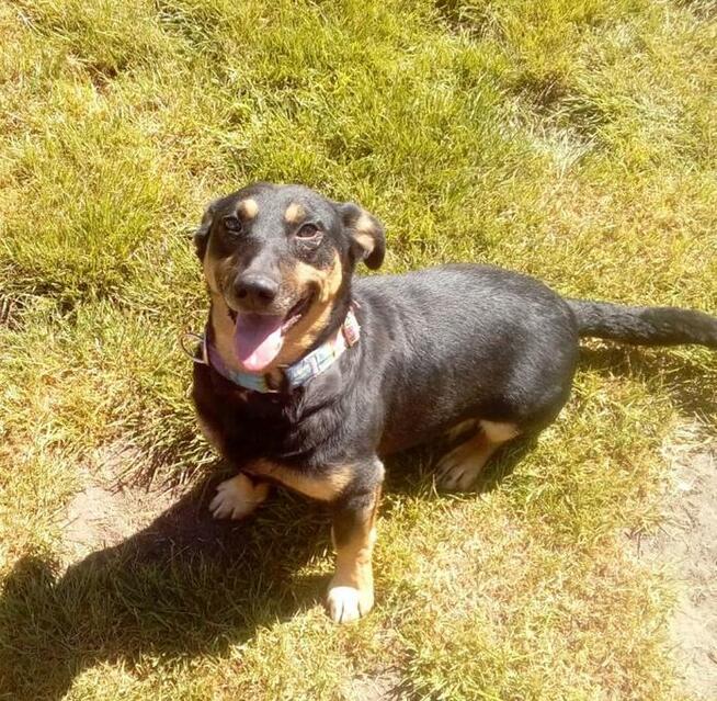 Naj… naj.. domowy, kochany jamnikowaty maluszek szuka domu!