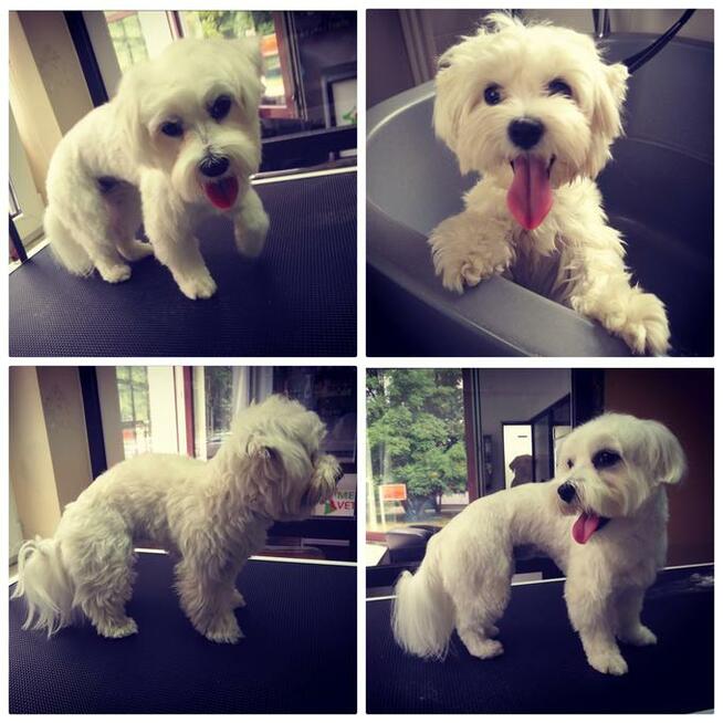 Salon Pielęgnacji Zwierząt U Nusi groomer Kraków