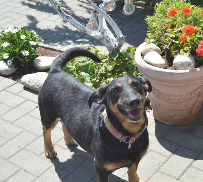 Naj… naj.. domowy, kochany jamnikowaty maluszek szuka domu!