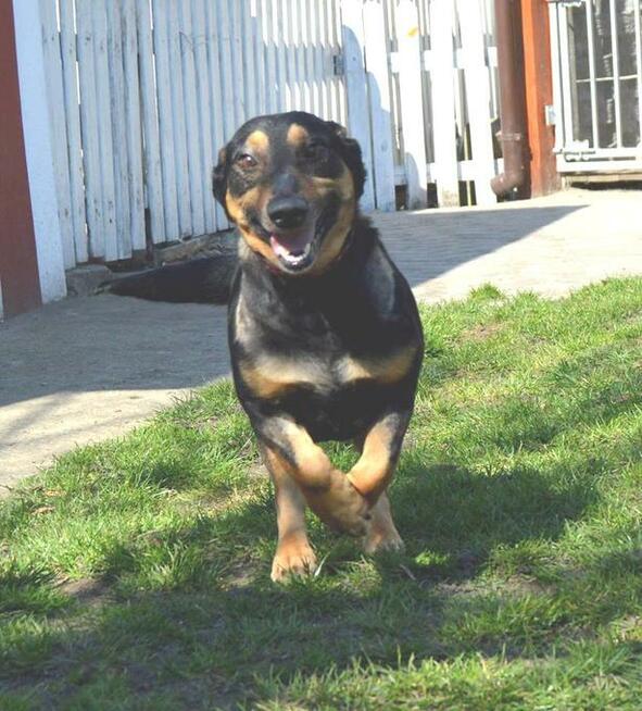 Naj… naj.. domowy, kochany jamnikowaty maluszek szuka domu!