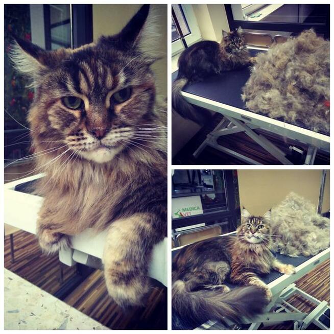 Salon Pielęgnacji Zwierząt U Nusi groomer Kraków