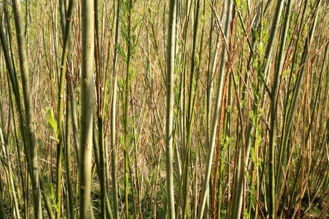 Wierzba energetyczna - sadzonki