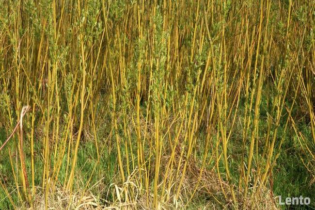 Wierzba energetyczna - sadzonki