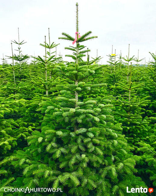 Choinki jodła kaukaska z PL plantacji 80-300 cm stała cena