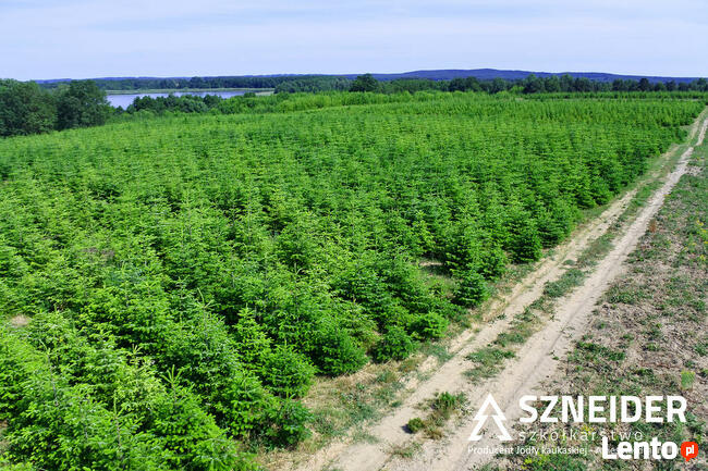ChoinkiHurtowo - polski producent jodły kaukaskiej