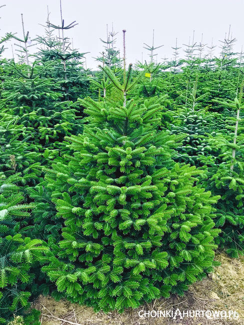 Choinki cięte Jodła kaukaska Nordmann 250 cm Wielkopolska