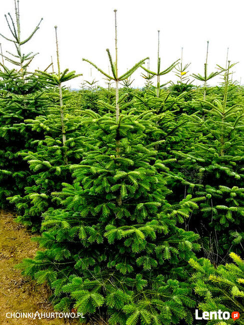 Choinki jodła kaukaska z PL plantacji 80-300 cm stała cena