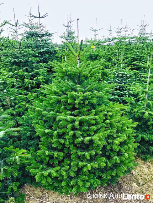 Choinki jodła kaukaska z PL plantacji 80-300 cm stała cena
