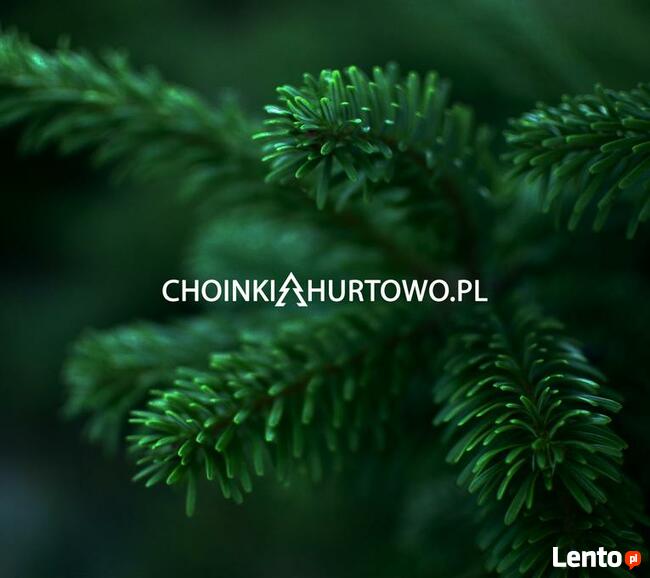 ChoinkiHurtowo - polski producent jodły kaukaskiej
