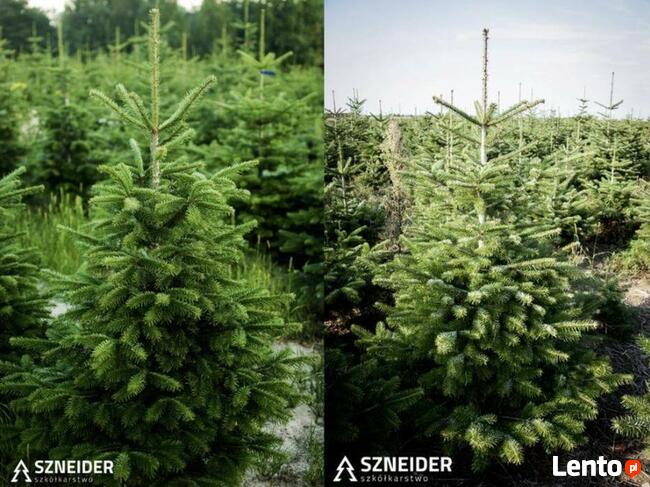 Choinki cięte Jodła kaukaska Nordmann 250 cm Wielkopolska