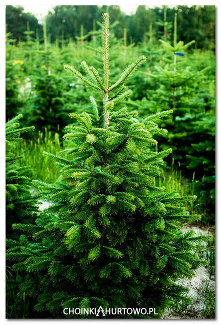 Choinki cięte Jodła kaukaska Nordmann 250 cm Wielkopolska