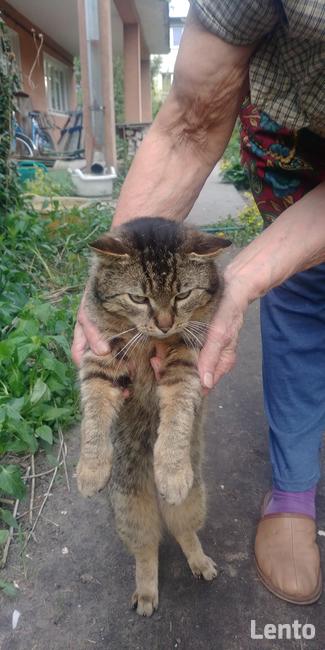 LADNY , PRZYSTOJNY BRUNET pozna MILA DZIEWCZYNE !