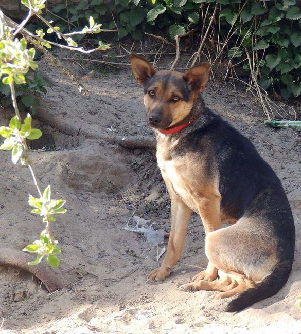Śliczna sunia potrzebuje domku gdzie zazna szczęścia