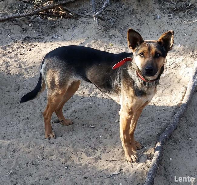 Śliczna sunia potrzebuje domku gdzie zazna szczęścia