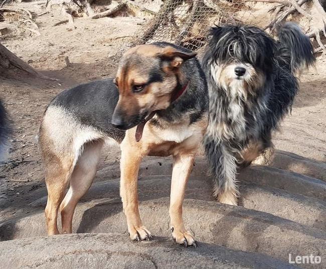 Śliczna sunia potrzebuje domku gdzie zazna szczęścia