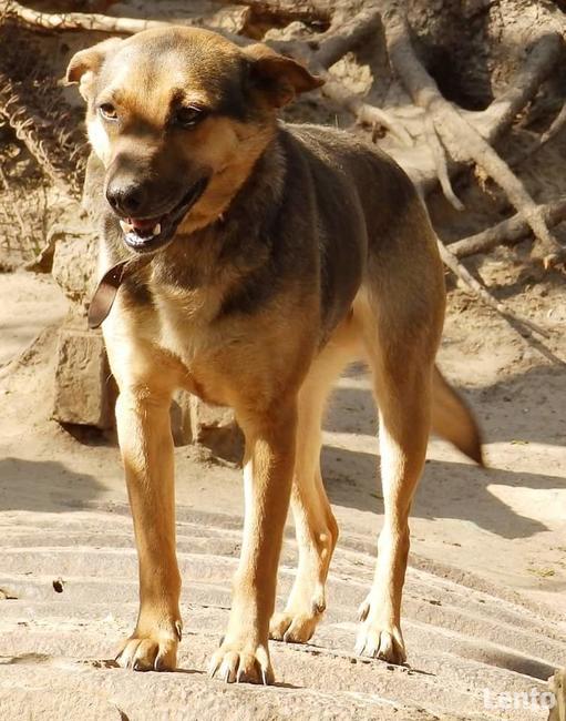 Śliczna sunia potrzebuje domku gdzie zazna szczęścia