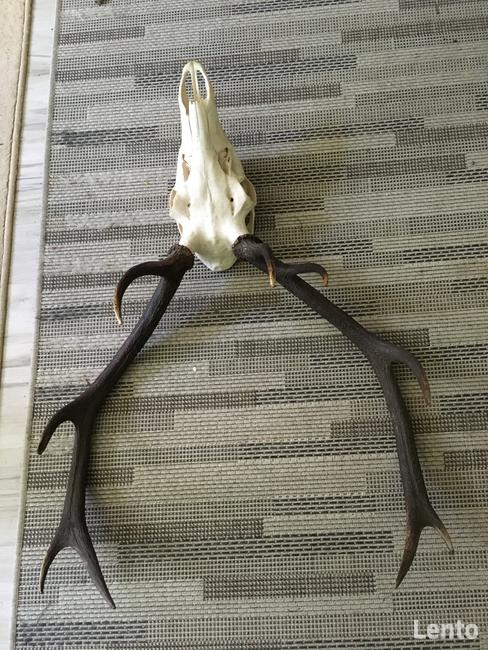 Sprzedamy niedrogo ,,stare poroże młodego jelenia