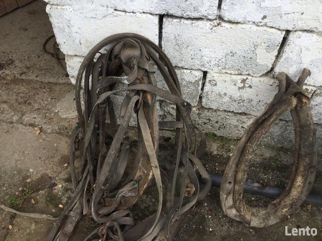 Sprzedam homonto i uprząż