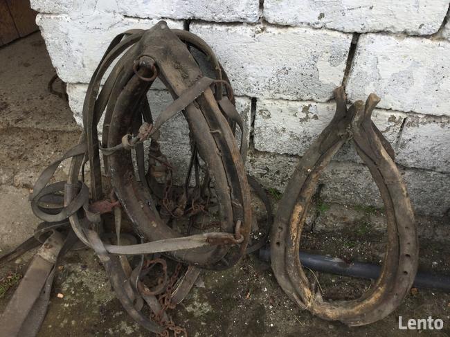 Sprzedam homonto i uprząż