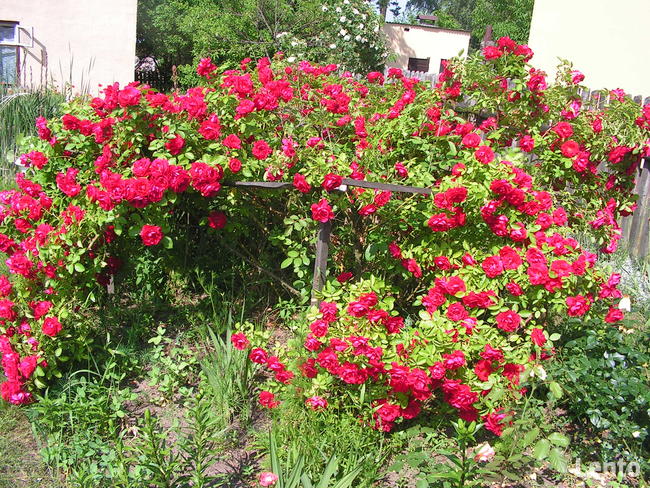 Ekowczasy-Agroturtystyka nad Bugiem