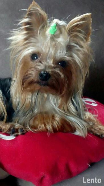 York reproduktor krycie