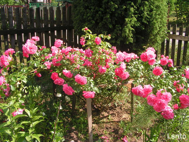 Ekowczasy-Agroturtystyka nad Bugiem