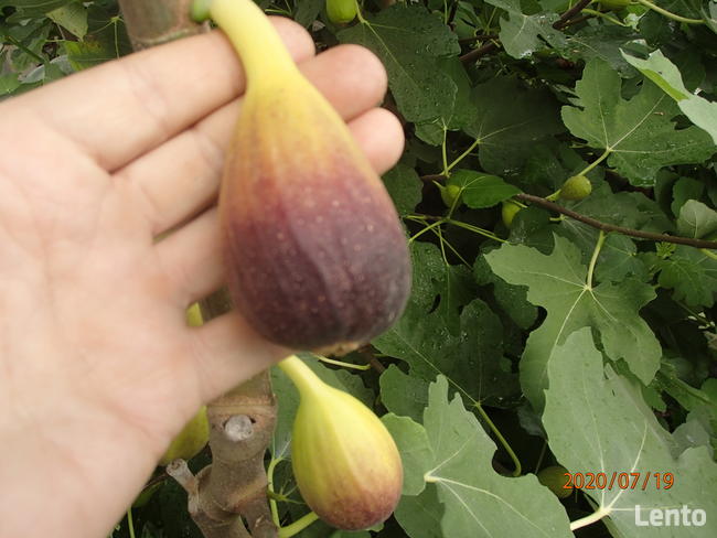 Figa brown turkey sadzonka w doniczce