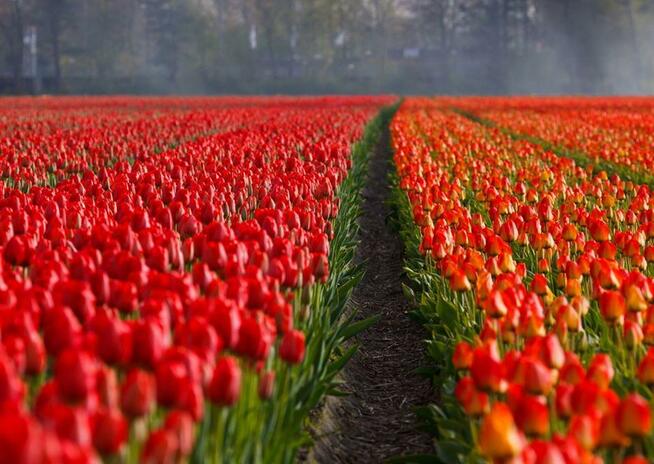 North Bus / Busy Polska Niemcy Holandia Belgia