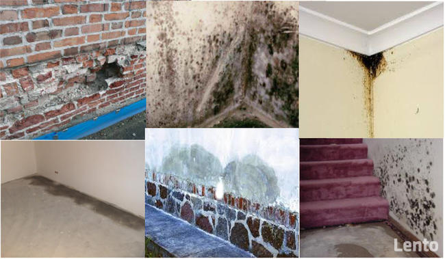 Urządzenie na kornika, kołatti ,spuszczele, grzyba plesń i