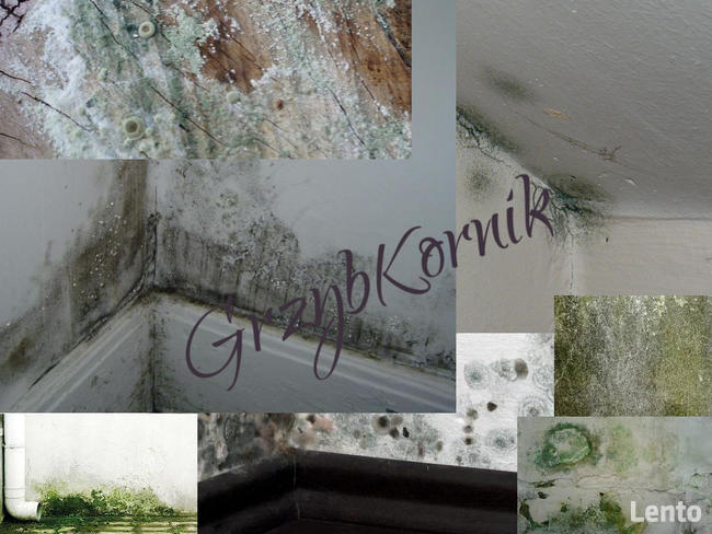 Urządzenie na kornika, kołatti ,spuszczele, grzyba plesń i