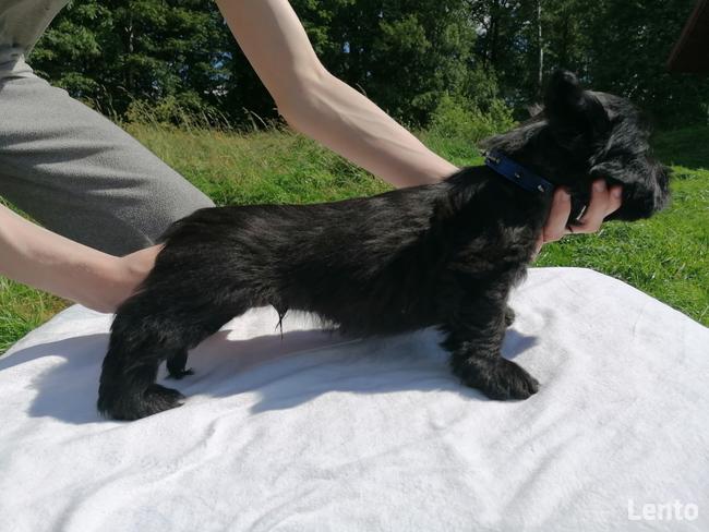 szczenięta SKYE TERRIER po championach FCI cert. do wglądu
