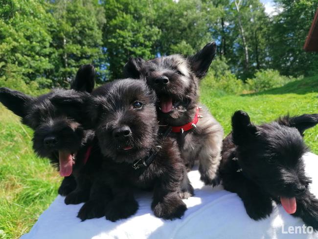 szczenięta SKYE TERRIER po championach FCI cert. do wglądu