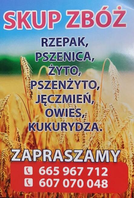 Kupię zboże rzepak, pszenice, żyto kukurydze, , jęczmień, ow