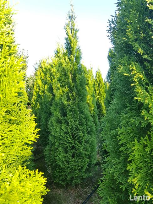 Tuje/Thuja szmaragd 220-250cm, Gwarancja Satysfakcji