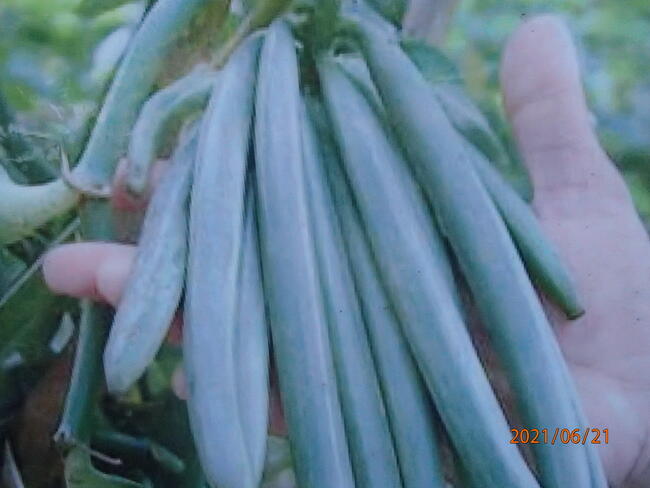 Sadzonka wanilii w doniczce storczyk