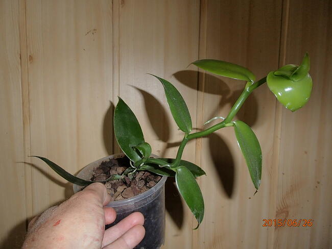 Sadzonka wanilii w doniczce storczyk