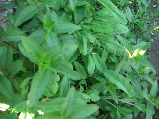 Zioła różne - prosze pytac.