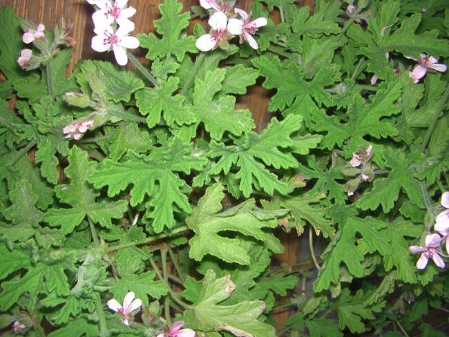 Zioła różne - prosze pytac.