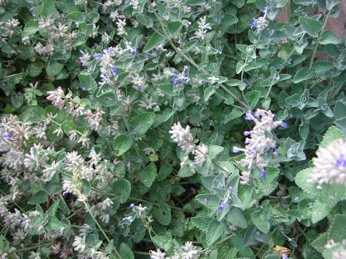 Zioła różne - prosze pytac.