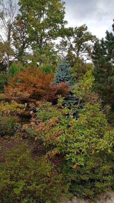 Działka ROD Rakowiec (z domkiem): Pola Mokotowskie 100m