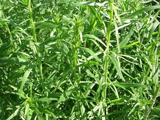 Zioła różne - prosze pytac.