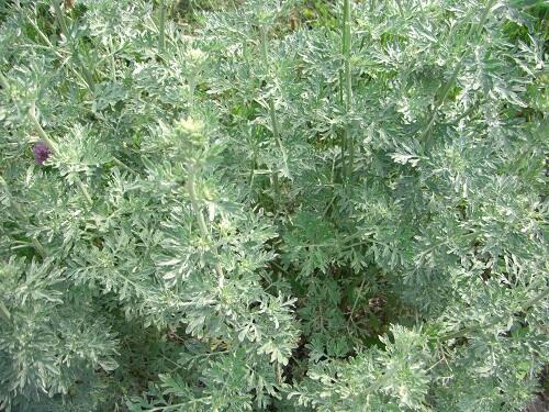 Zioła różne - prosze pytac.