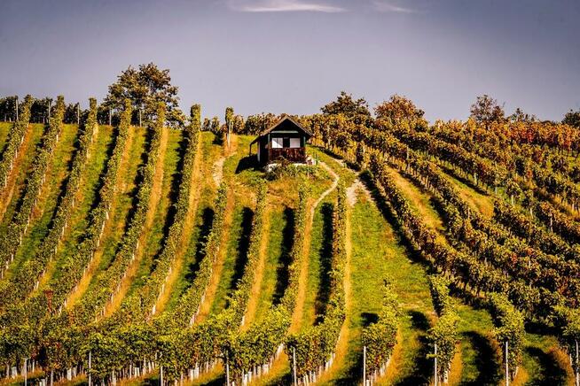 Biała i czerwona Austria – degustacja win austriackich