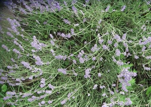 Zioła różne - prosze pytac.