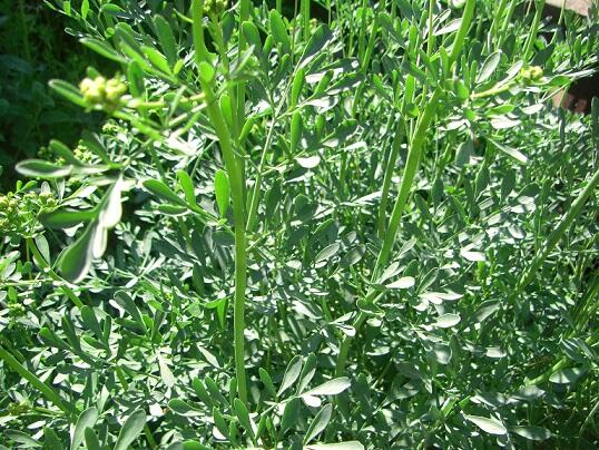 Zioła różne - prosze pytac.