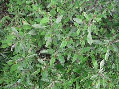 Zioła różne - prosze pytac.