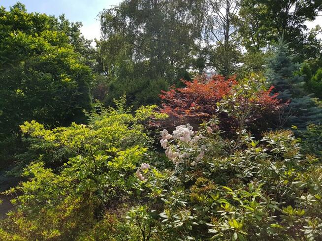 Działka ROD Rakowiec (z domkiem): Pola Mokotowskie 100m